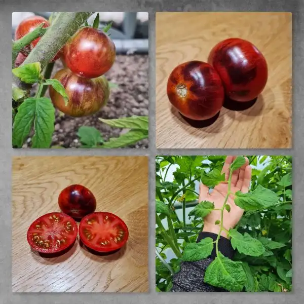 Tomaten: Antho striped