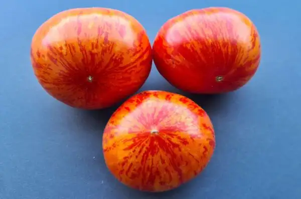 Tomaten: Antho Striped Dwarf