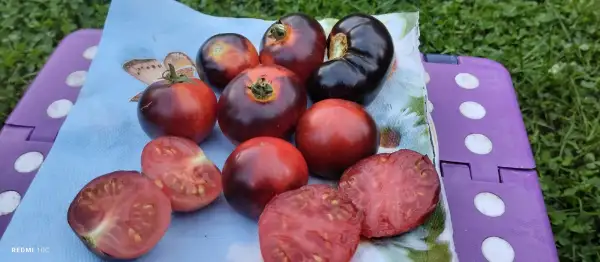 Tomaten: Antho Striped Dwarf