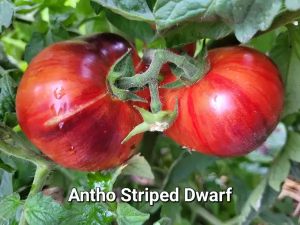 Tomaten: Antho Striped Dwarf