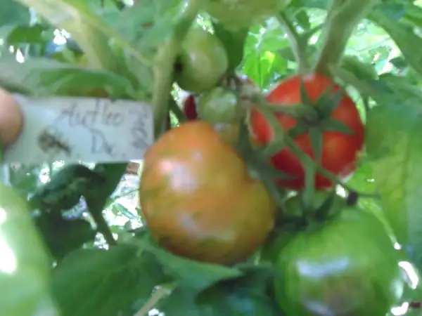 Tomaten: Antho Striped Dwarf ( Kat# 2104)