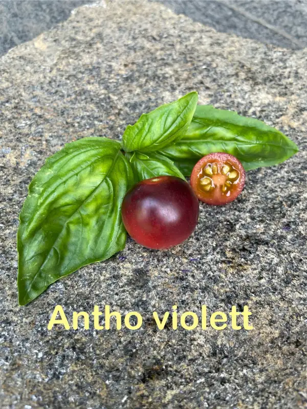 Tomaten: Antho Violett