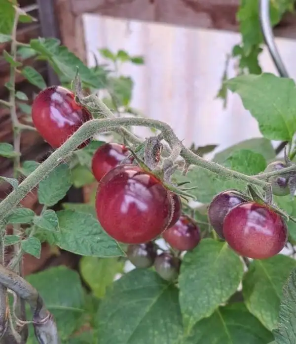 Tomaten: Antho-Violett-Rot