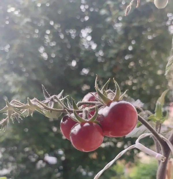 Tomaten: Antho Violettrot