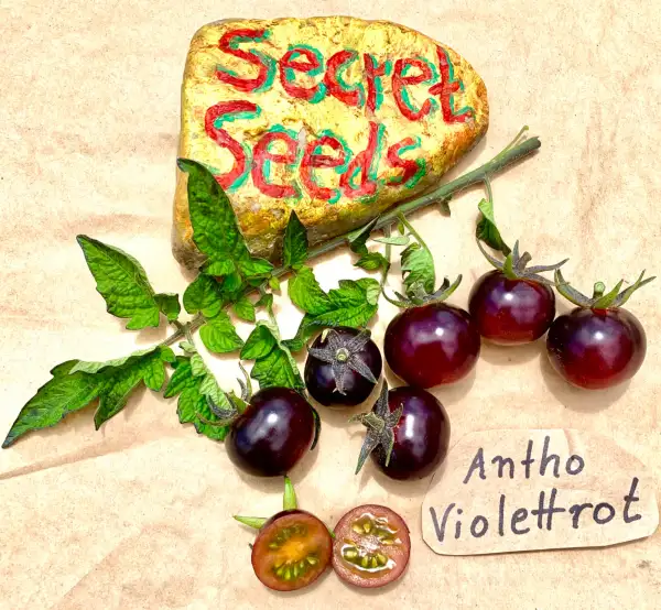 Tomaten: Antho Violettrot