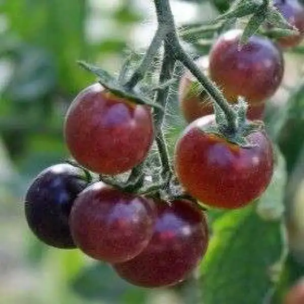 Tomaten: Antho Violettrot