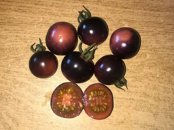 Tomaten: Antho Violettrot
