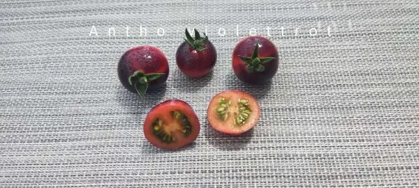 Tomaten: Antho Violettrot