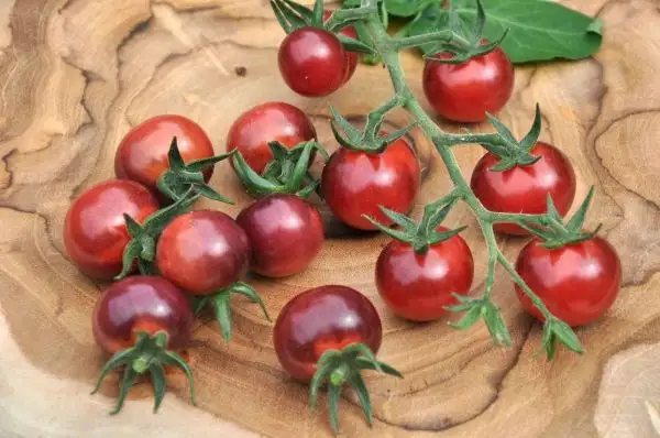 Tomaten: Antho Violettrot