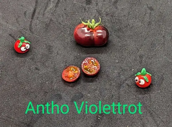 Tomaten: Antho Violettrot