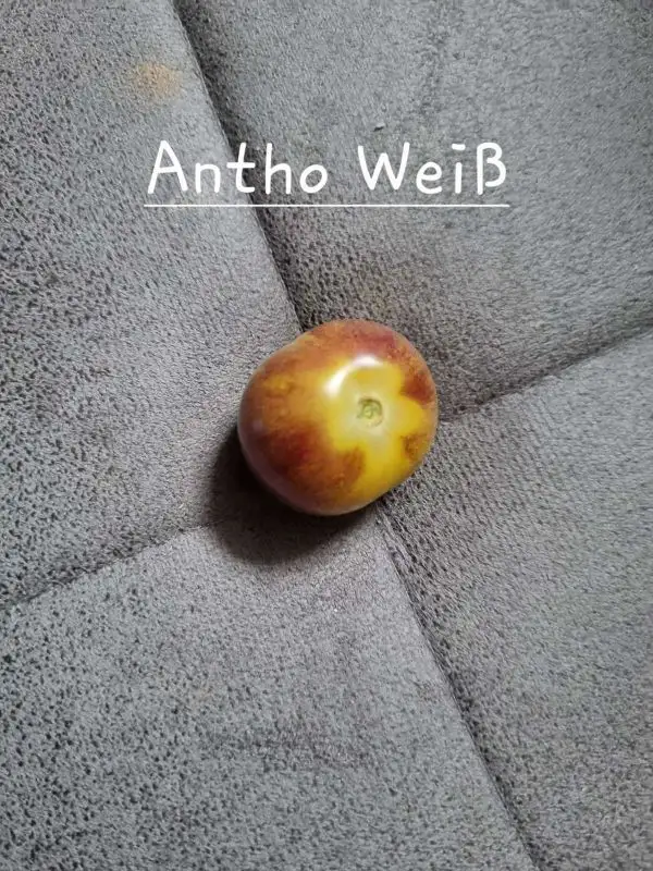 Tomaten: Antho Weiß