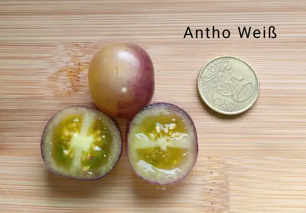 Tomaten: Antho weiss