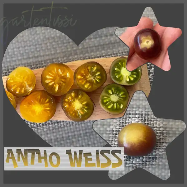 Tomaten: Antho weiss