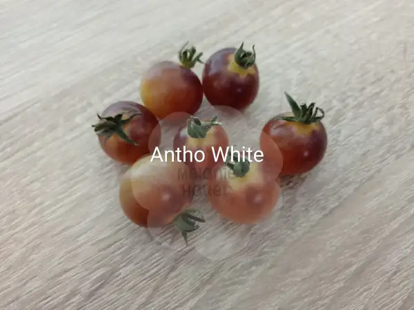 Tomaten: Antho White