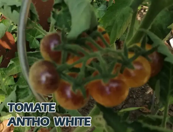 Tomaten: Antho White