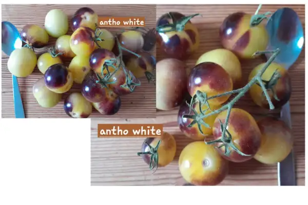 Tomaten: Antho White