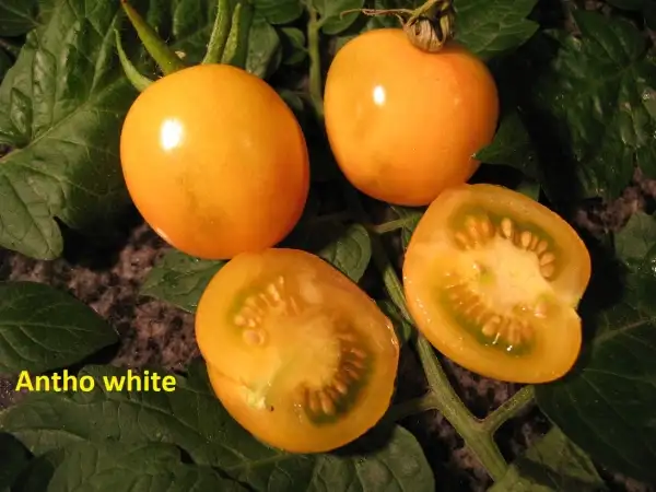 Tomaten: Antho White