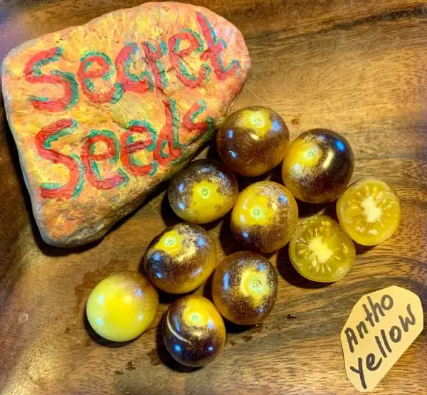 Tomaten: Antho Yellow