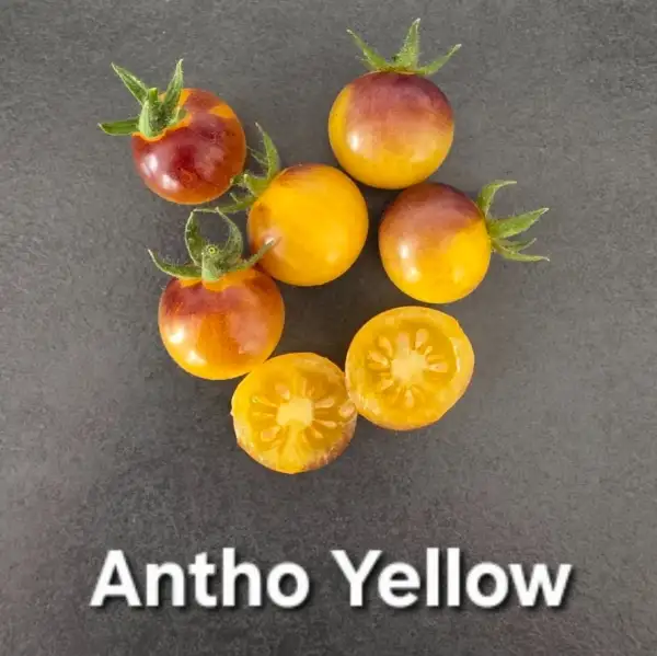 Tomaten: Antho Yellow