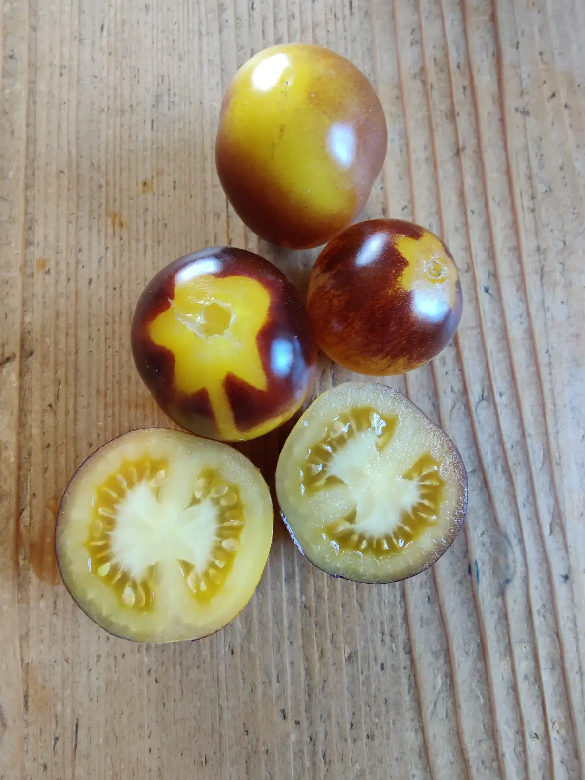 Tomaten: Antho Yellow