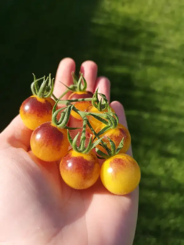 Tomaten: Antho Yellow
