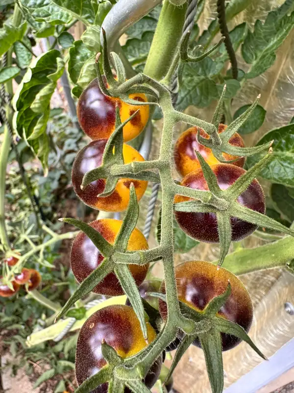 Tomaten: Antho Yellow