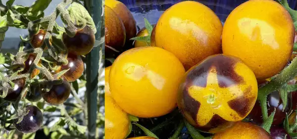 Tomaten: Antho Yellow
