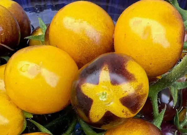Tomaten: Antho Yellow