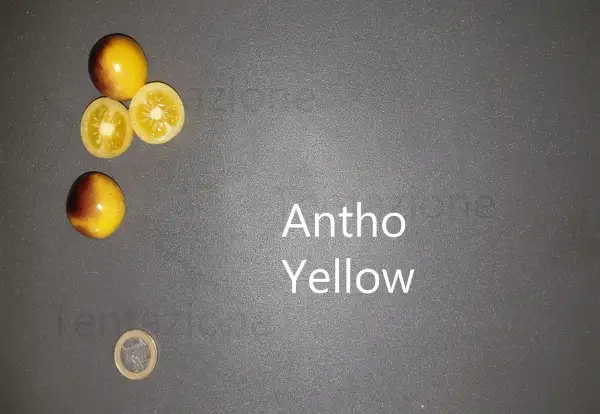 Tomaten: Antho Yellow