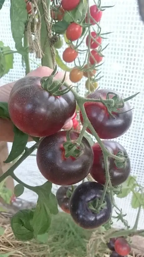 Tomaten: Anthocyanetomate aus Kroatien