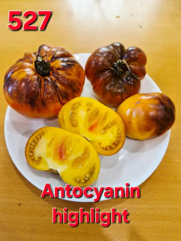 Tomaten: Anthocyanin highlight