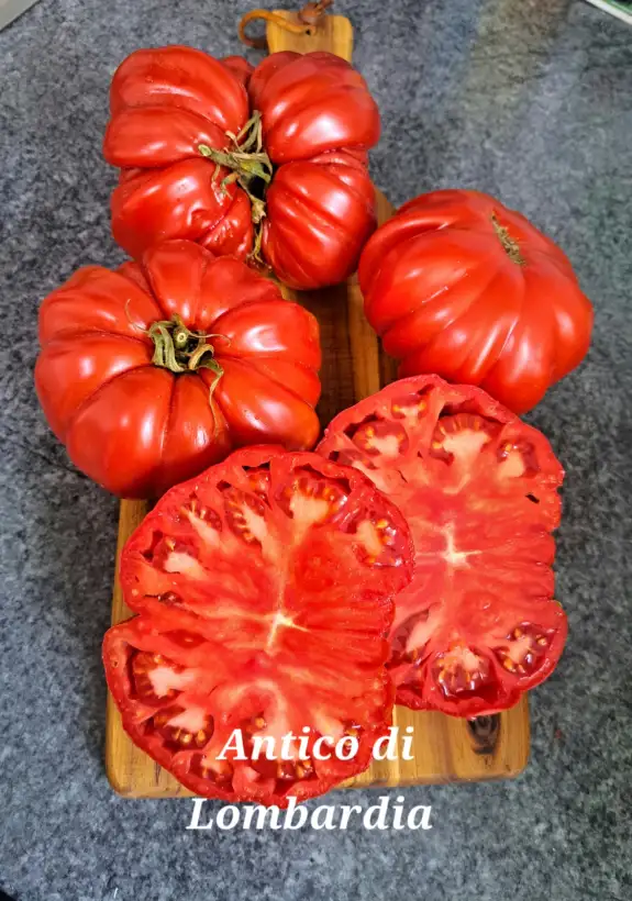 Tomaten: Antico di Lombardia