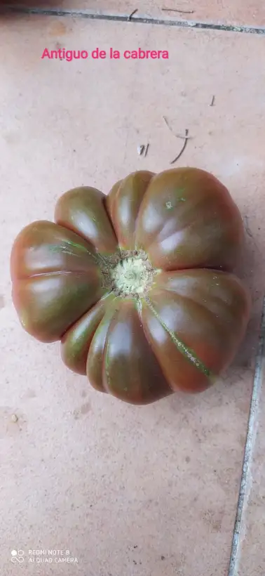 Tomaten: ANTIGUO DE LA CABRERA