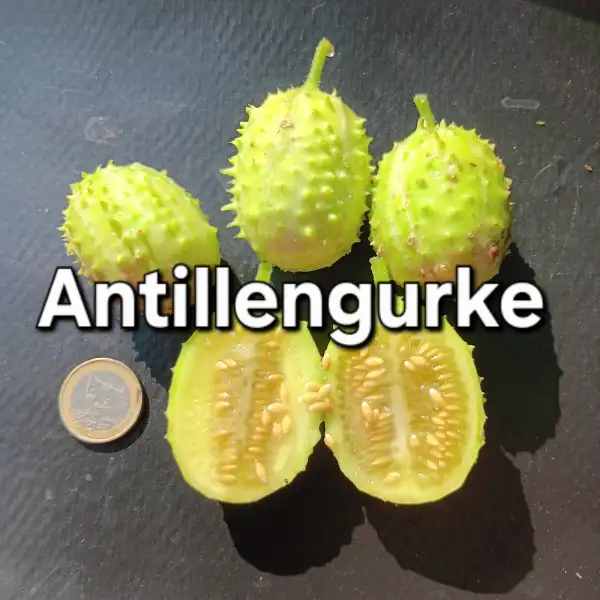 Gurken: Antillengurke
