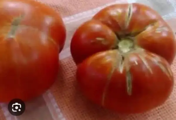 Tomaten: Antioxeias Griechische Fleischtomate 80 jahre