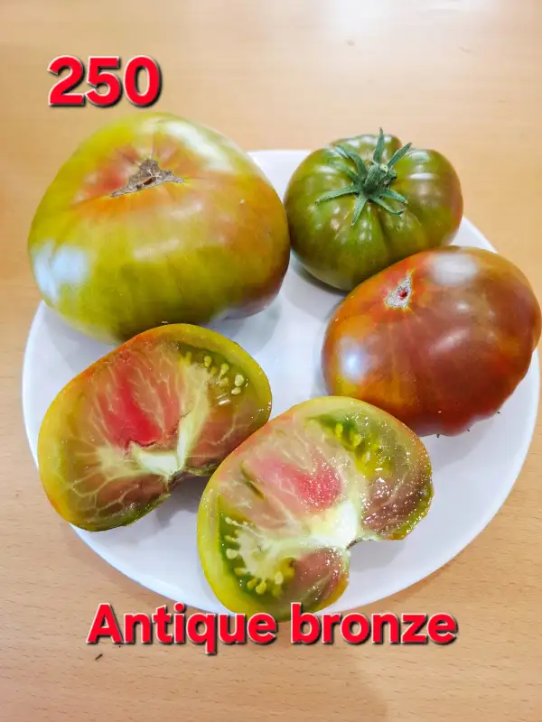 Tomaten: Antique bronze