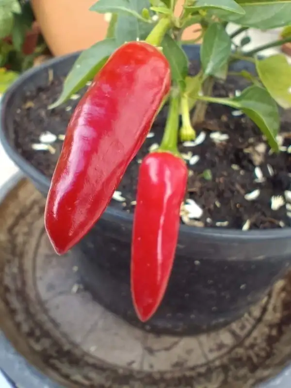 Chili / Paprika: Apache