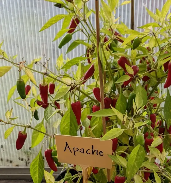 Chili / Paprika: Apache