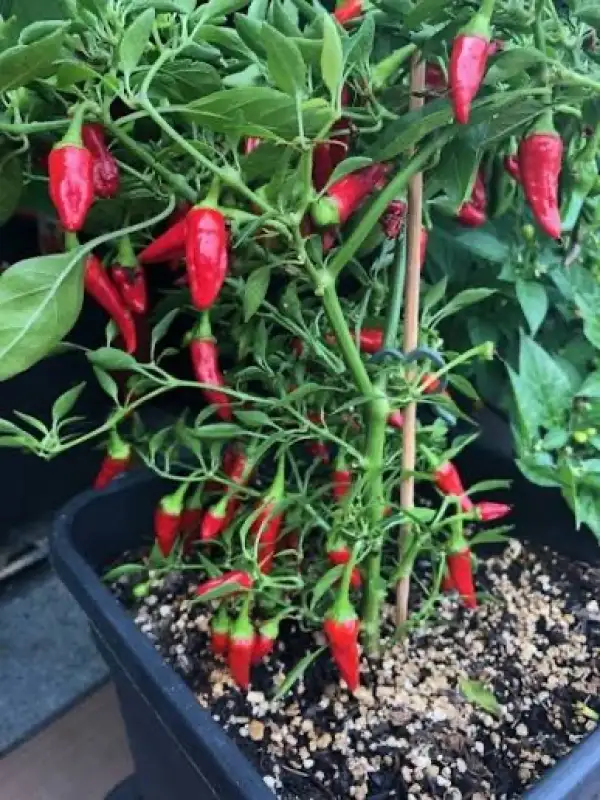 Chili / Paprika: Apache