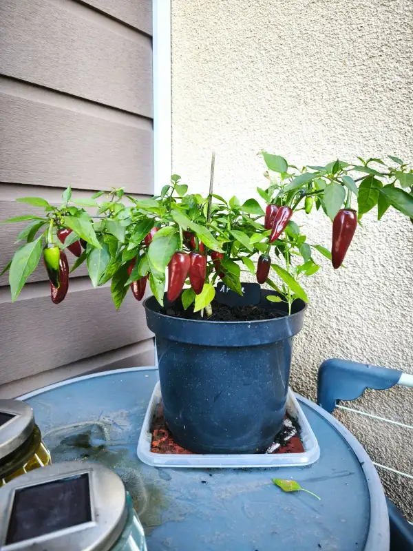 Chili / Paprika: Apache