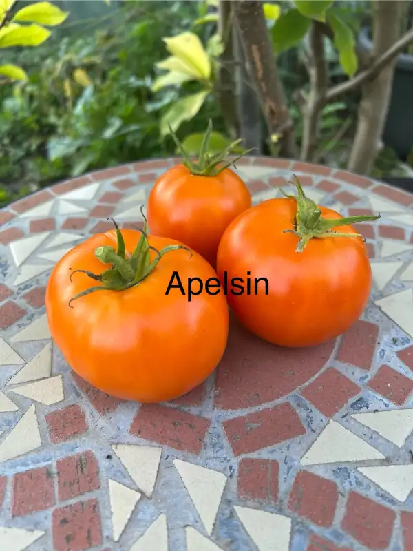 Tomaten: Apelsin