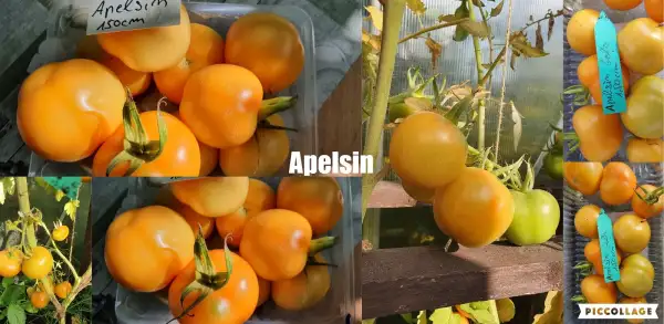 Tomaten: Apelsin