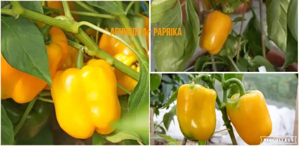 Chili / Paprika: Aphrodita - Paprika -