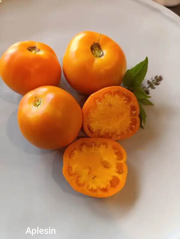 Tomaten: Aplesin