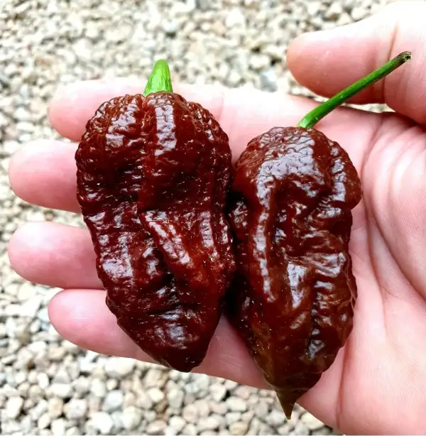 Chili / Paprika: Apocalype chocolate