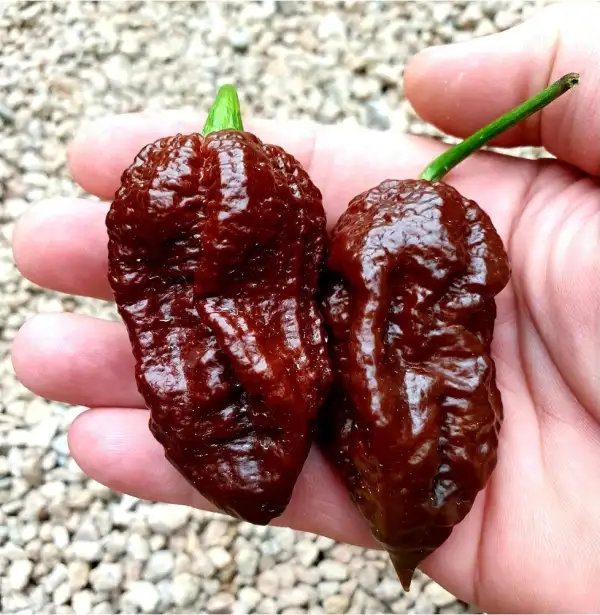 Chili / Paprika: Apocalype Scorpion chocolate
