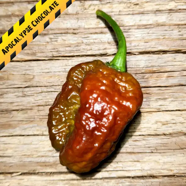 Chili: Apocalypse Chocolate