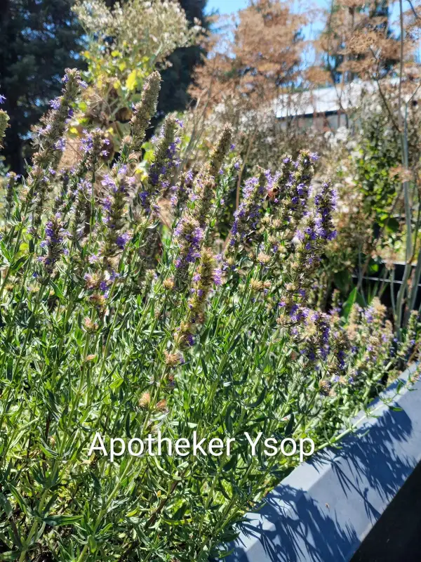 Kräuter: Apotheker Ysop