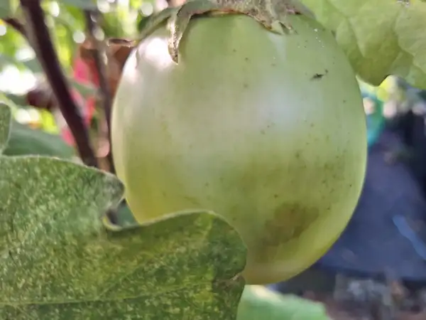 Auberginen: Apple Green