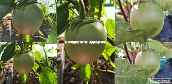 Auberginen: Apple Green